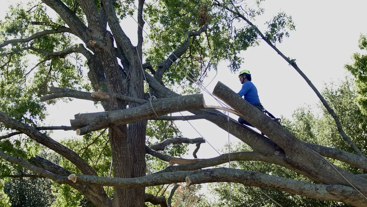 Professional Crown Thinning performed by certified arborists in Siler
